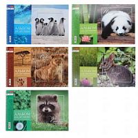 Альбом для рисования 24 листов Хатбер спираль 24217 BabyZoo