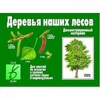 Демонстрац материал Деревья наших лесов