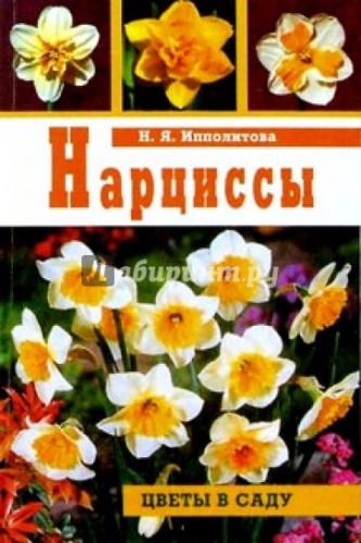 Ипполитова Нарциссы Цветы в саду фото 2